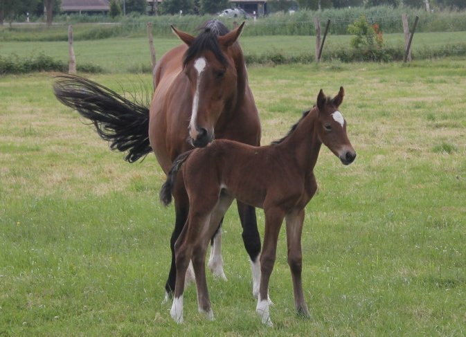 CORAFINA von Carrera VDL – verkauft – CORAFINA von Carrera VDL – verkauft –