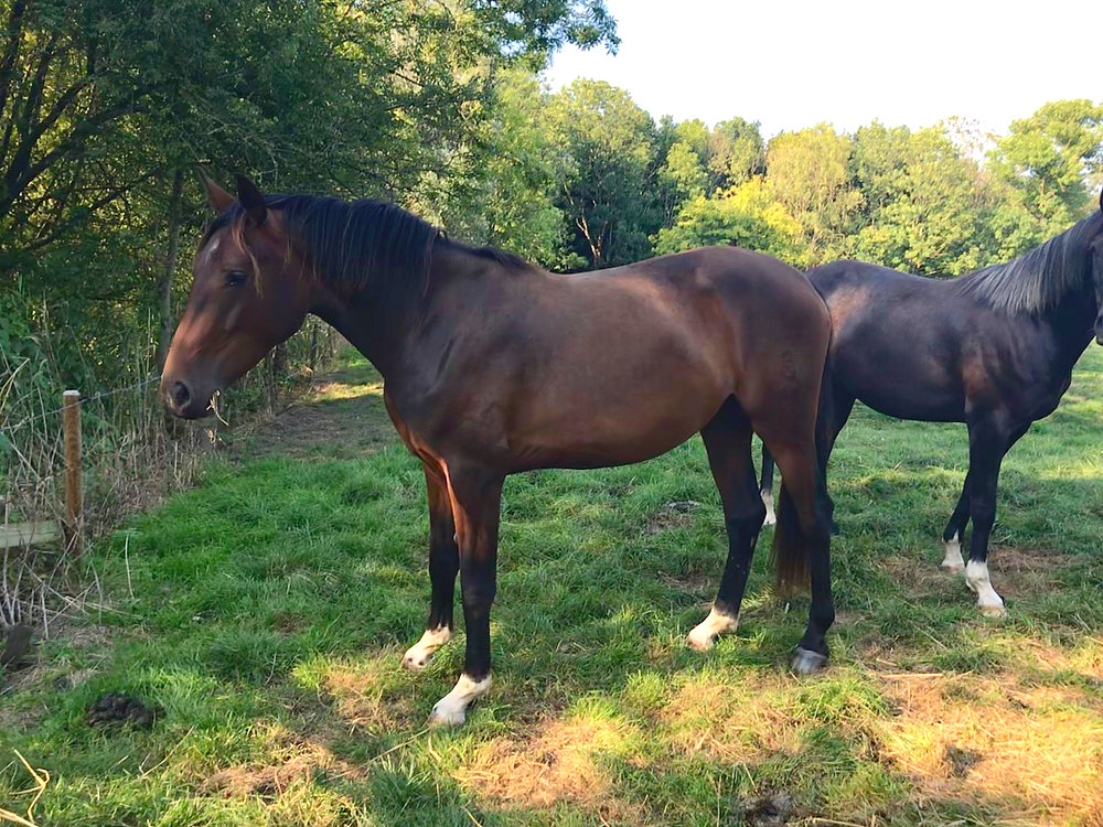 Talented youngster for show-jumping Talented youngster for show-jumping