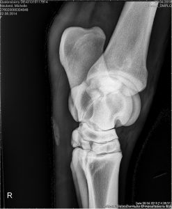 Röntgenbild - Rechtes Hinterbein