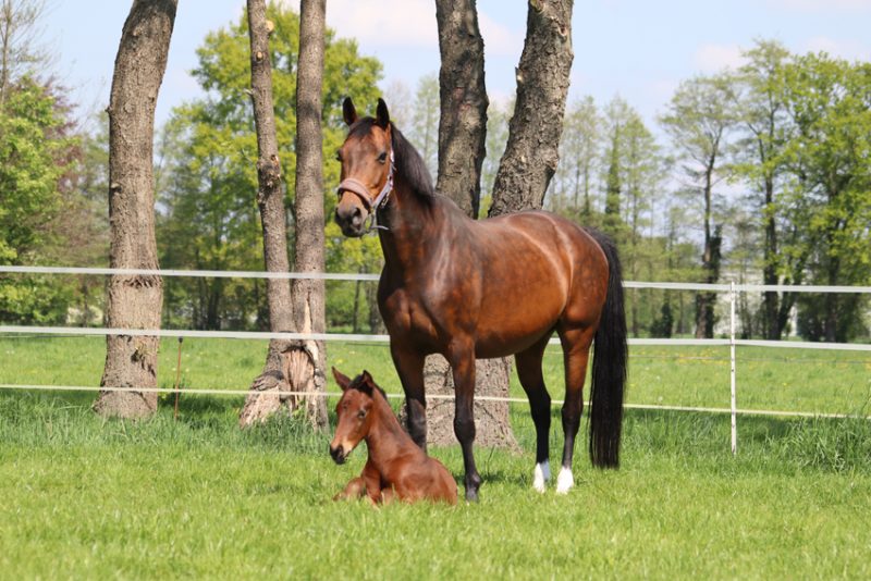 Colt by Glamourdale x Jazz – *2022 – top young prospect – direct dam line by Janeiro Platinum Colt by Glamourdale x Jazz – *2022 – top young prospect – direct dam line by Janeiro Platinum