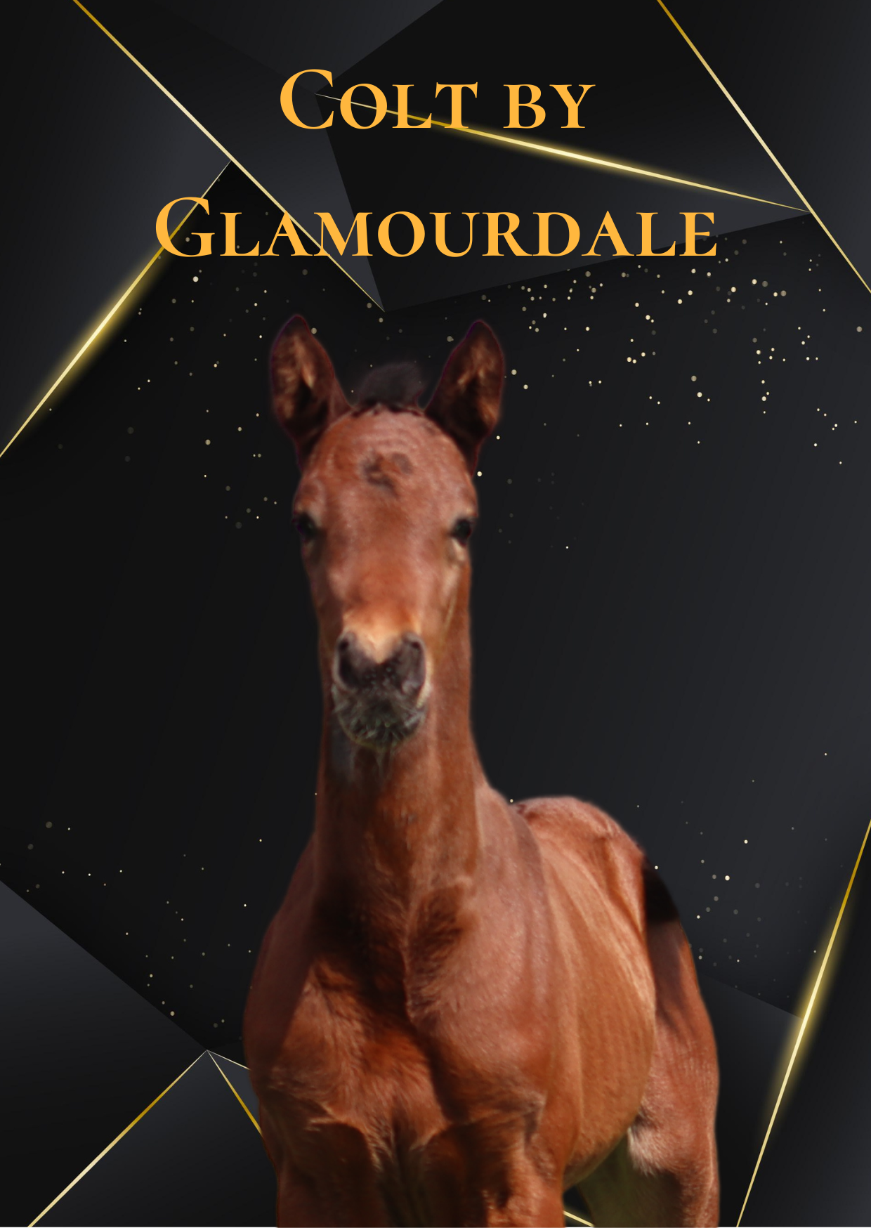 HF von Glamourdale x Jazz – *2022 – top Nachwuchspferd – direkter Mutterstamm von Janeiro Platinum HF von Glamourdale x Jazz – *2022 – top Nachwuchspferd – direkter Mutterstamm von Janeiro Platinum