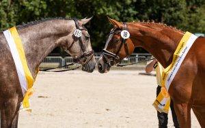 Hannoveraner Siegerstuten