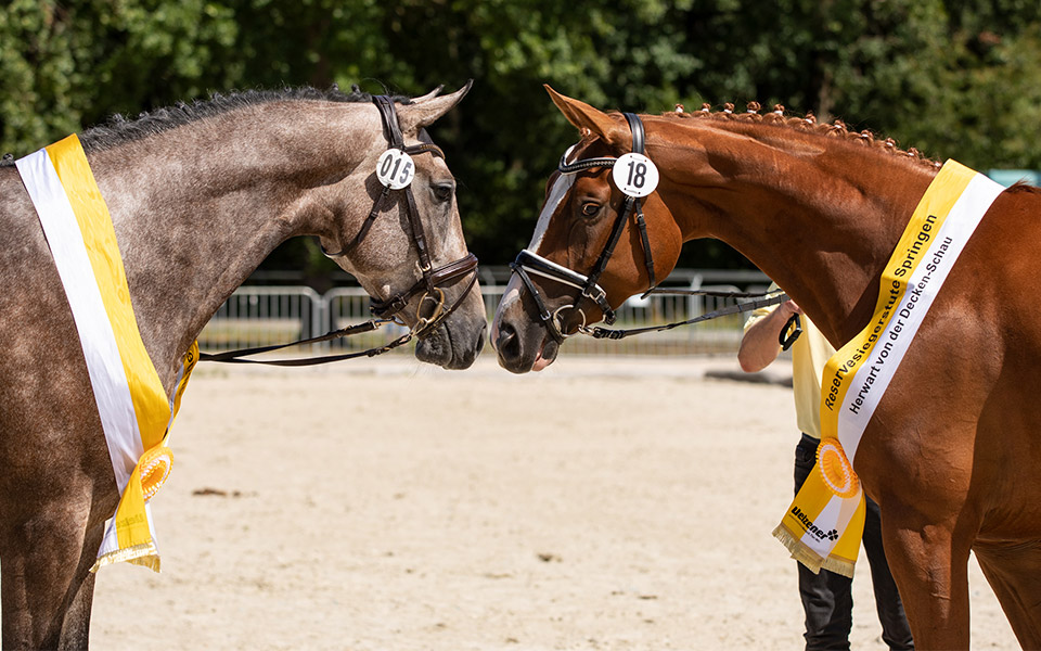 Hannoveraner Siegerstuten