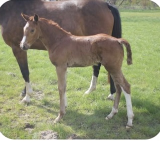 Stutfohlen von Diamant van Klapscheut – verkauft – Stutfohlen von Diamant van Klapscheut – verkauft –