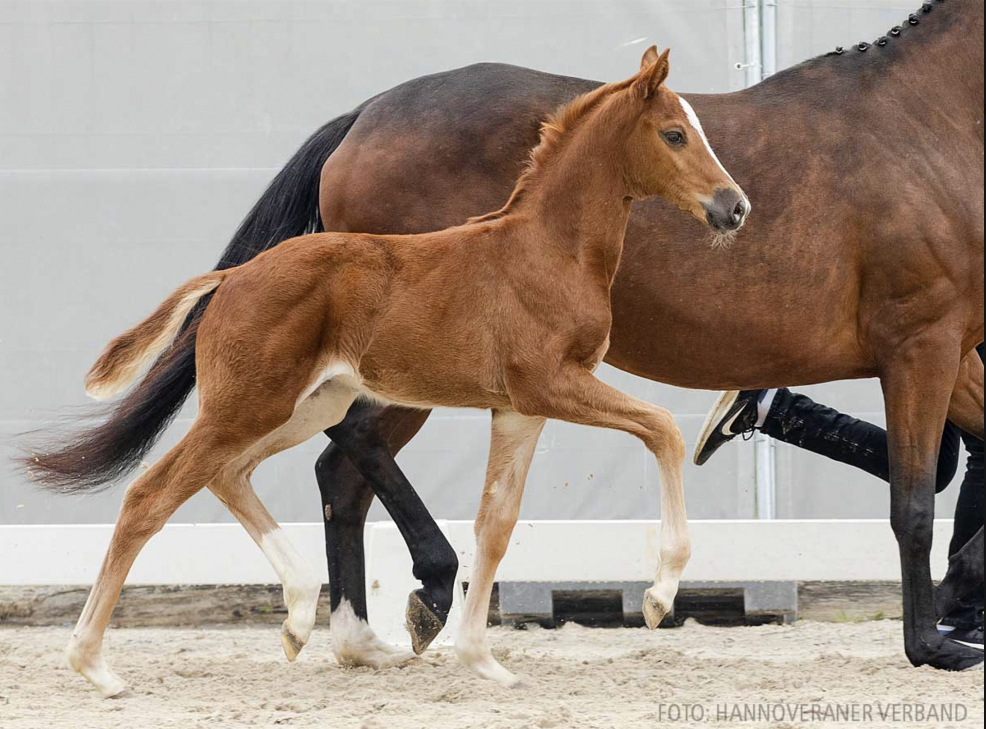 Valencia – verkauft – Valencia – verkauft –