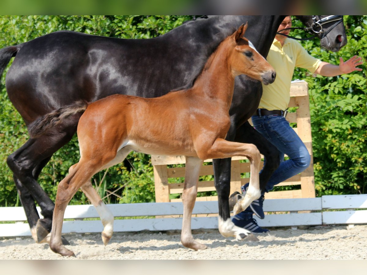 Rockabilly – verkauft – Rockabilly – verkauft –