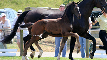 Carcasonne – verkauft Carcasonne – verkauft