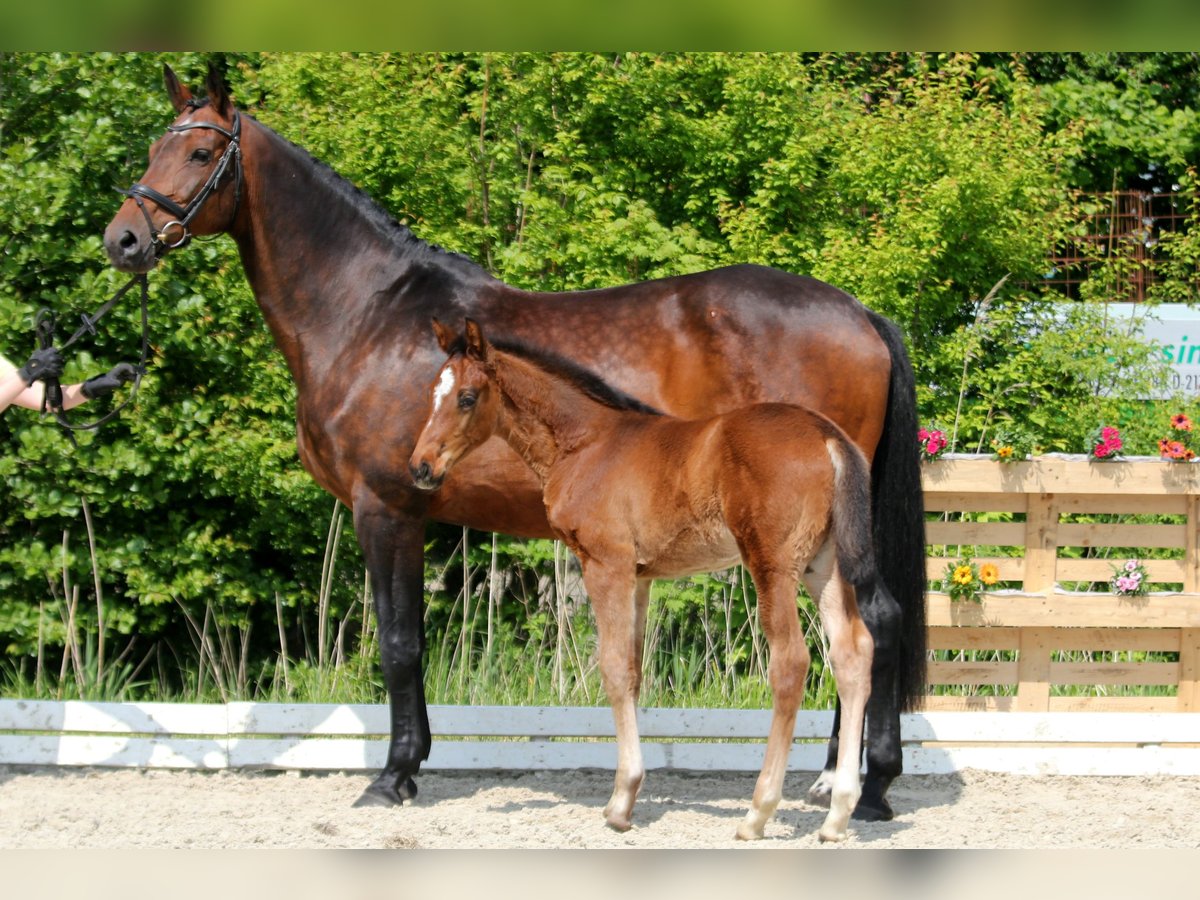 Cuno W – verkauft Cuno W – verkauft