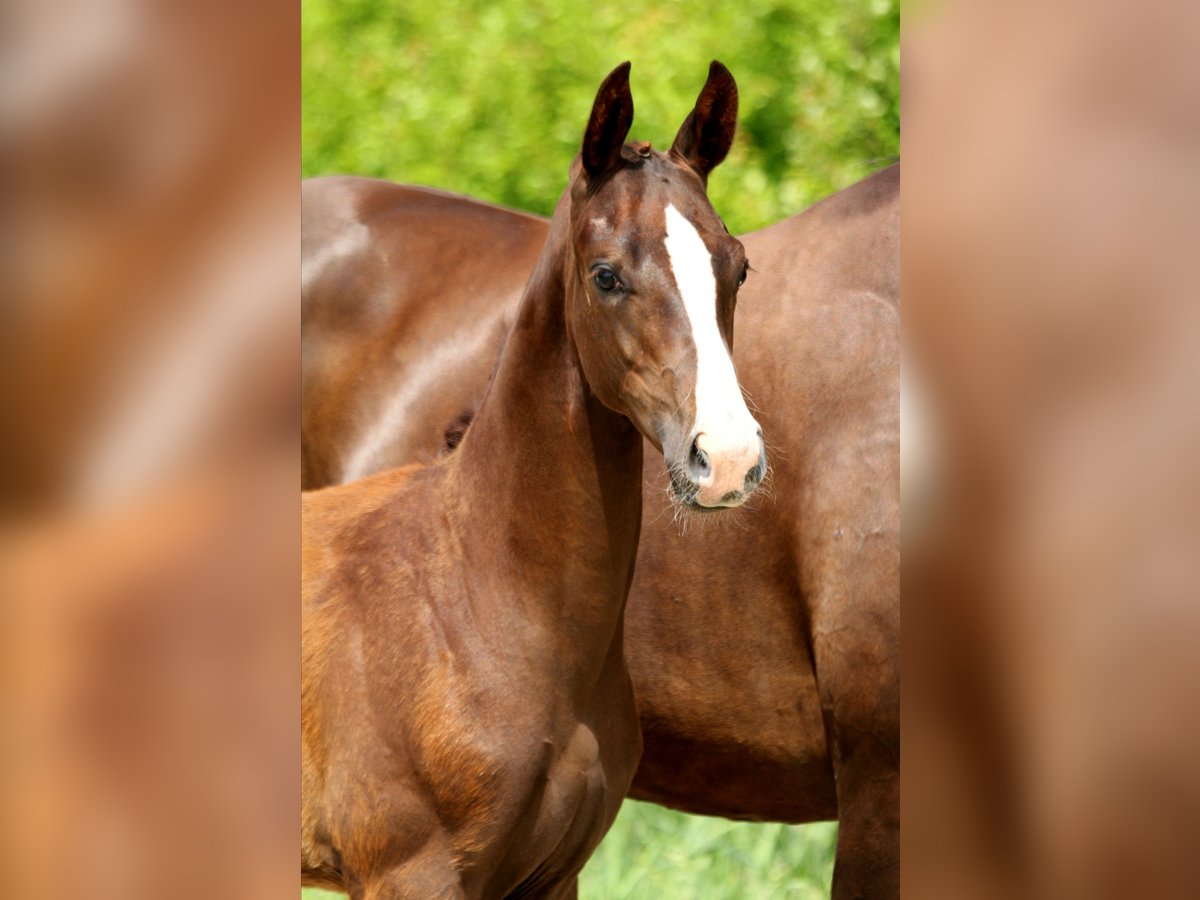 Sandman – verkauft – Sandman – verkauft –