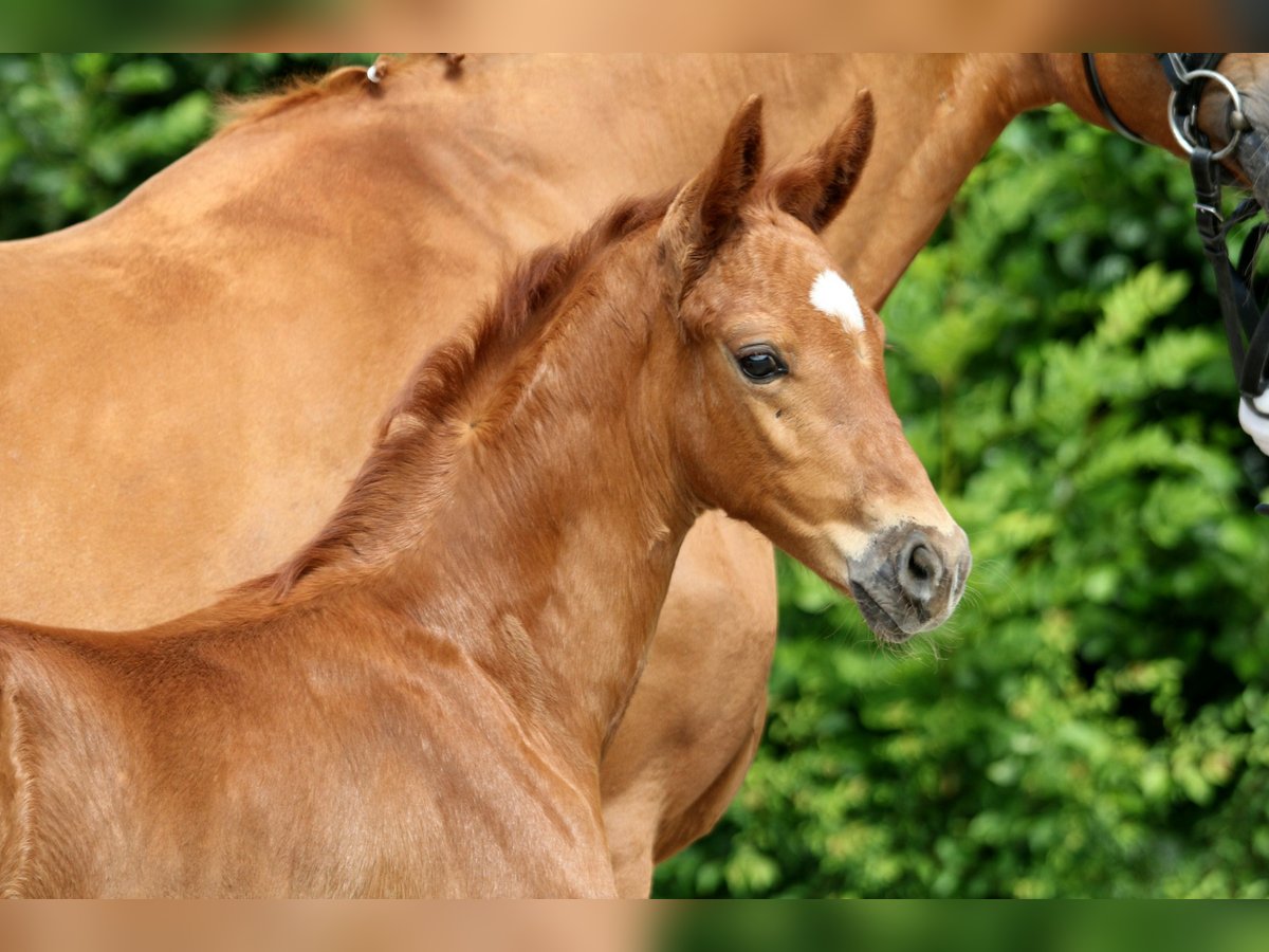 Bandito – verkauft Bandito – verkauft
