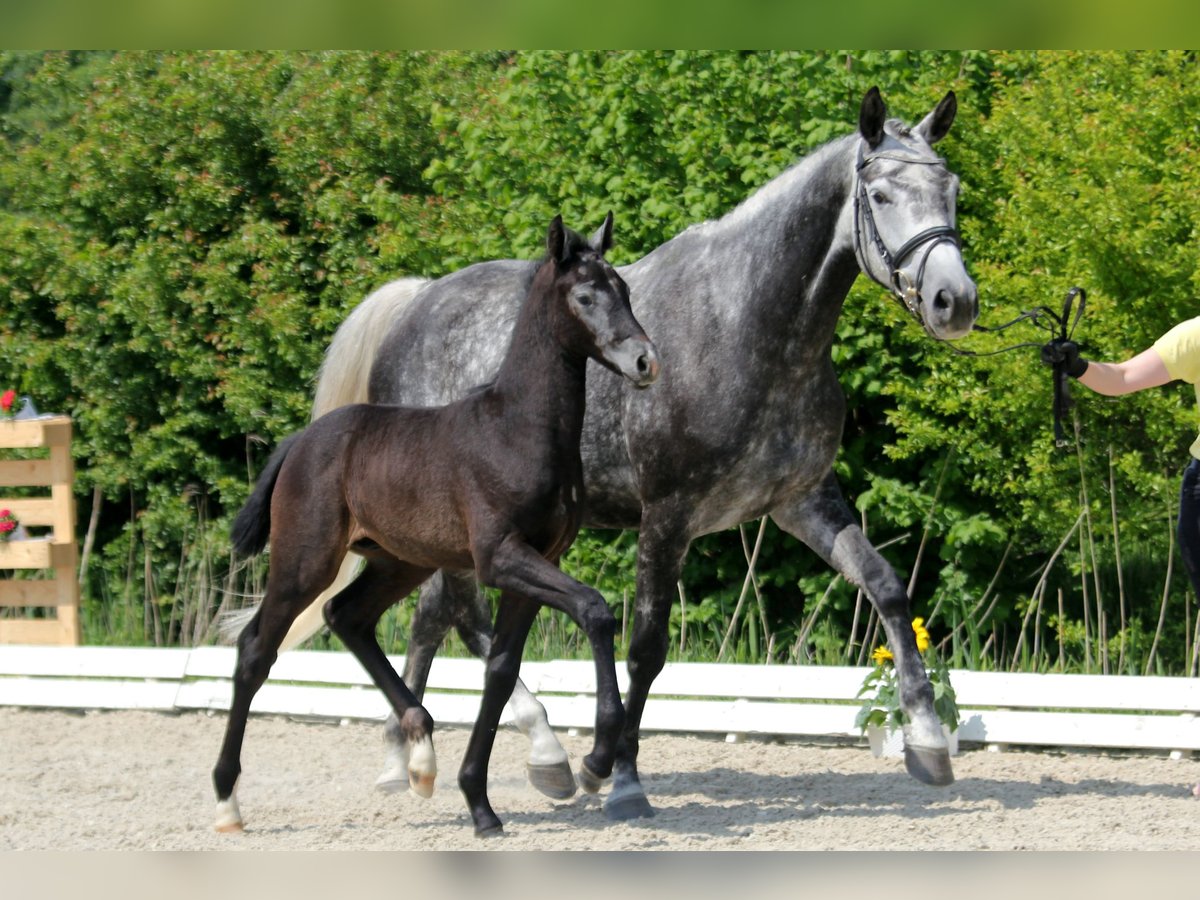 DER DITTI – verkauft – DER DITTI – verkauft –